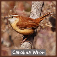 Carolina Wren